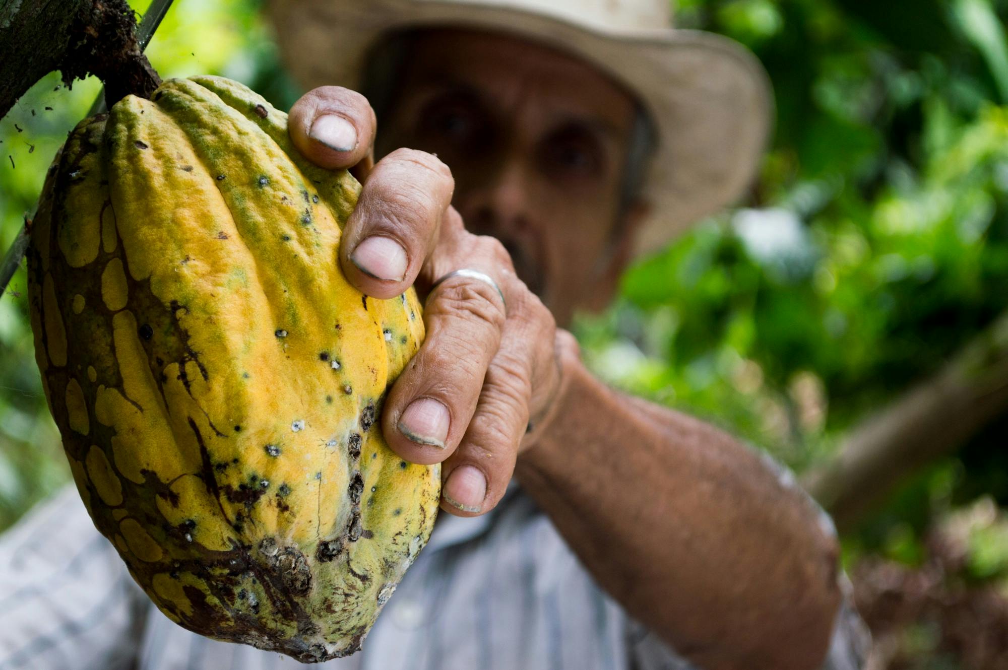 Man picking cocoa fruit from tree