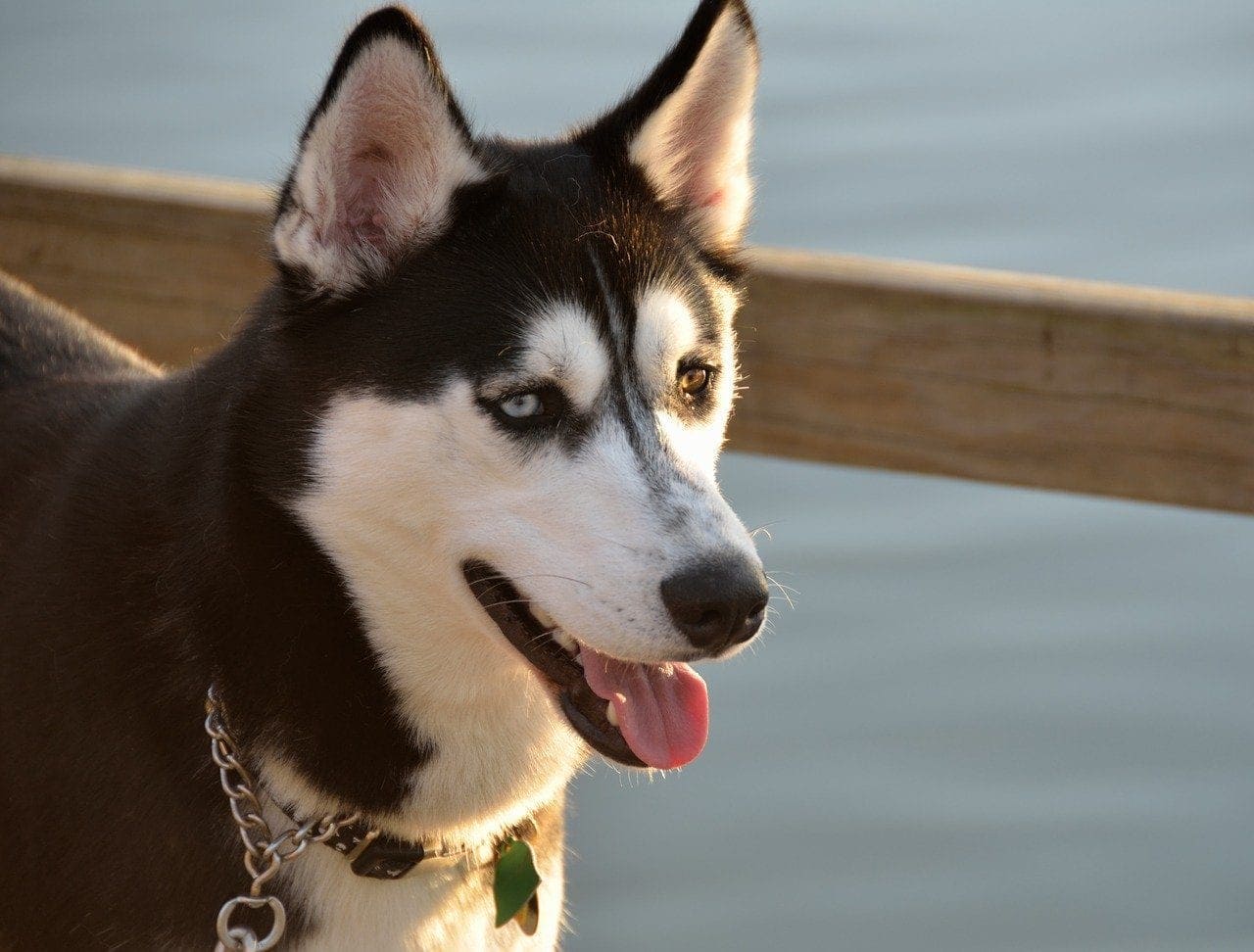 Husky