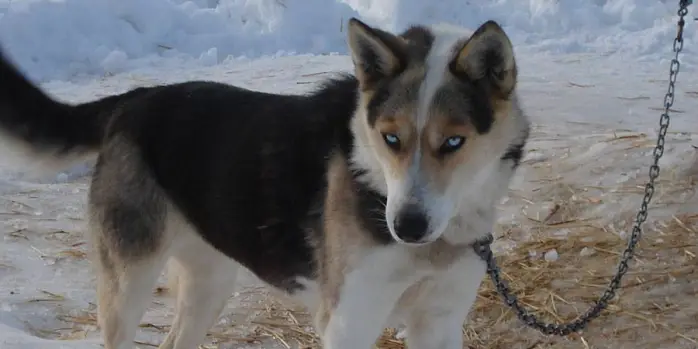 Seppala Siberian Sled Dog